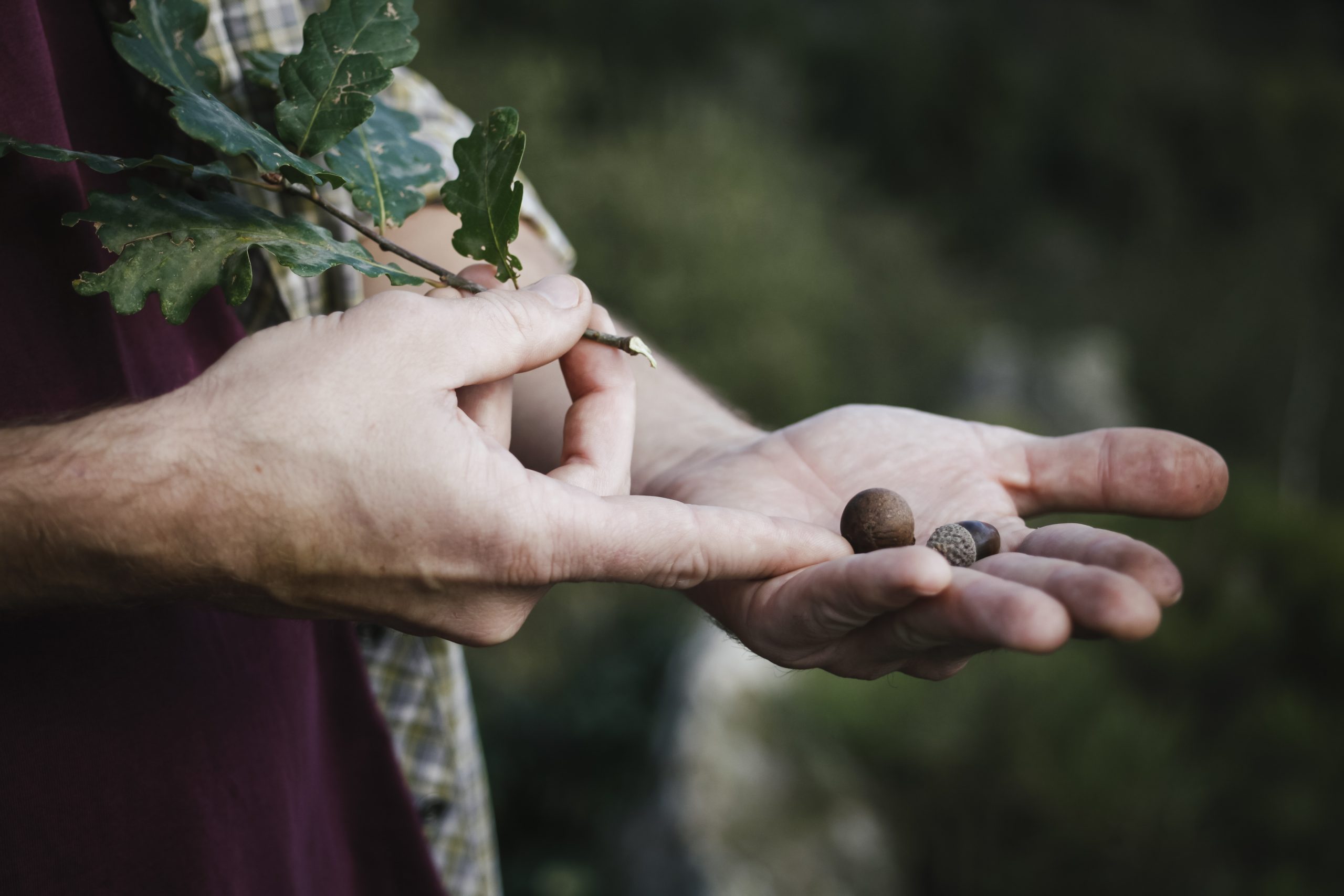 Nature en ville : Découverte des plantes sauvages et leurs usages