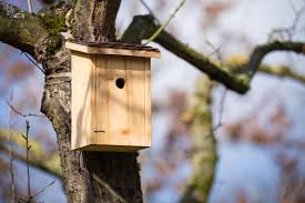 Fabrication d’un nichoir pour oiseau